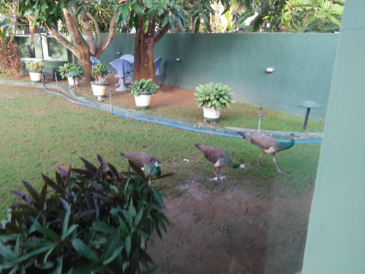 Shaa Lodge Tissamaharama Bagian luar foto