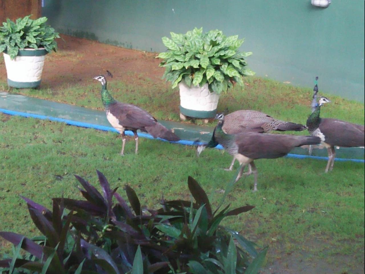 Shaa Lodge Tissamaharama Bagian luar foto